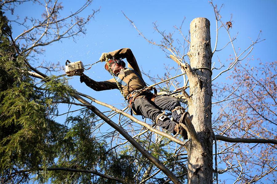 Tree Trimming Request - Grand Haven Board of Light & Power